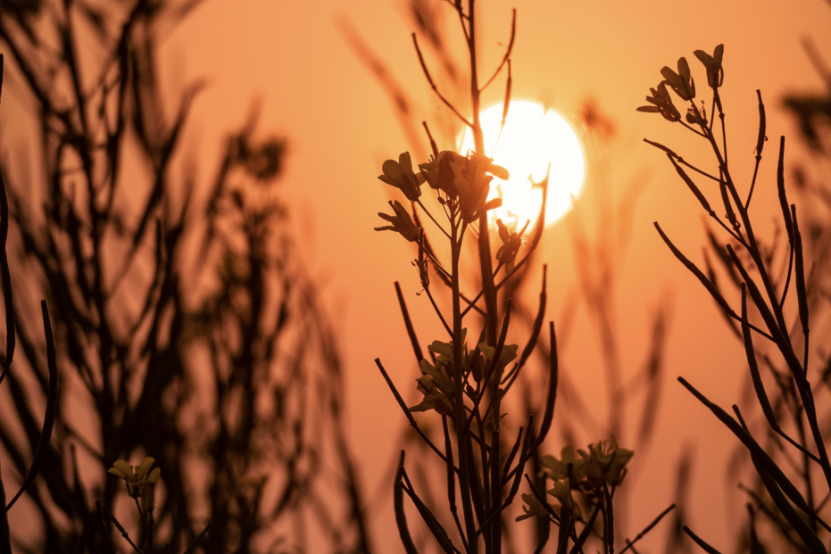 Flowers in a sunset