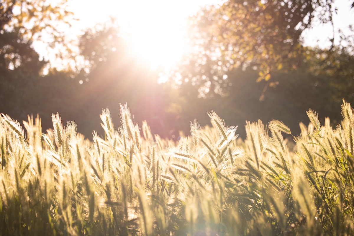 Sunrise in a corn field